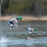 Assault Mallard